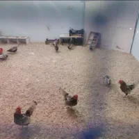 مرغ و خروس سیبرایت