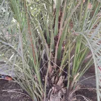 نخل برحی (فروشی)|گل و گیاه طبیعی|اهواز, کوی فرهنگیان ۱|دیوار