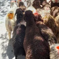 گوسفند شکم خالی بدون هزینه اضافی