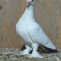 دم سیاه کلاهی
