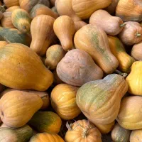 کدو حلوایی فقط ۳۵ هزار عمده