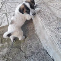 توله سگ شیری مخصوص گله داری