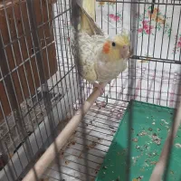 عروس هلندی ماده جوان