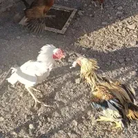 دو عدد خروس لاری اصیل