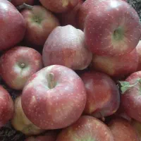 سیب قرمز محصول حیاط خونه