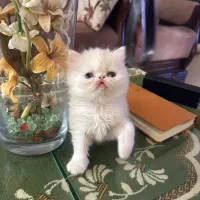 گربه|گربه|گرگان, |دیوار