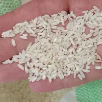 فروش برنج لنجان و عنبربو خالص|خوردنی و آشامیدنی|اصفهان, شیخ طوسی|دیوار