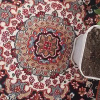 کناره نو|فرش|تربتحیدریه, حیدرآباد|دیوار