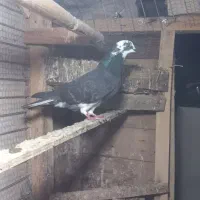 دوتا کبوتر نر ماده|پرنده|آستانه اشرفیه, |دیوار