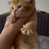 بیرتیش اصیل و چشم آبی