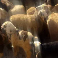 فروش میش و قوچ داشتی فوری