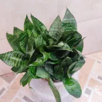 گلهای آپارتمانی|گل و گیاه طبیعی|کازرون, |دیوار