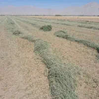 یونجه ساق ریز