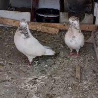 کبوتر شمرونی کله برنجی|پرنده|بومهن, |دیوار