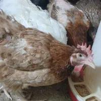 مرغ تخم گزار گلپایگانی و جوجه ۳ماهه دو رگه