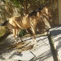 اسب عرب|اسب و تجهیزات اسبسواری|زنجان, |دیوار