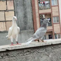 سه عدد جوجه