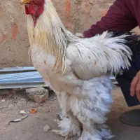 برهما بلولایت و وایت بالغ|حیوانات مزرعه|قرچک, مهدیه|دیوار