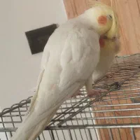 فروش یک جفت عروس هلندی لوتونیو|پرنده|سمنان, |دیوار