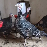 ماده بوقلمون تخمگذار