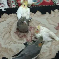 جوجه عروس هلندی