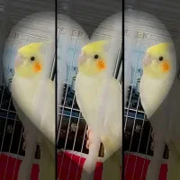 عروس هلندی معاوضه با مرغ و خروس