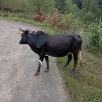 گاو۳ماه شکم ،۱دونه گوساله کرده