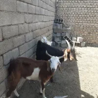بزغاله