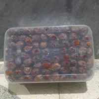 خرمایی خاصوی|خوردنی و آشامیدنی|شیراز, مسلم|دیوار