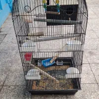 قفس طوطی|لوازم جانبی حیوانات|قم, هنرستان|دیوار