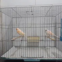 قناری|پرنده|قم, زند آباد|دیوار