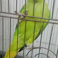 طوطی ملنگوی دوساله فروش فوری