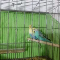 مرغ عشق|پرنده|کرج, فاز ۵ مهرشهر|دیوار