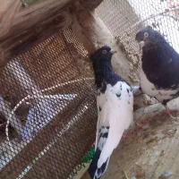 کفتر کله دم سیاه|پرنده|پیر بکران, |دیوار