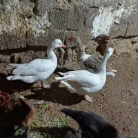 سه عددغازیکی نردوتاماده ویک عددخروس|حیوانات مزرعه|نمین, |دیوار