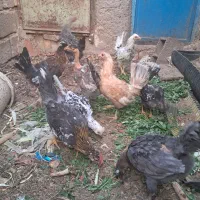 جوجه مرغ و خروس|حیوانات مزرعه|ماهان, |دیوار