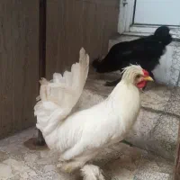 زینتی ، سلطان ، خروس و مروغ