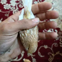 ماده قناری درجه یک آماده چشم شرابی|پرنده|گتوند, |دیوار