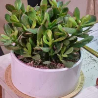 گل و گیاه اپارتمانی طبیعی شاداب و اینده دار|گل و گیاه طبیعی|مشهد, شاهد (شهرک غرب)|دیوار