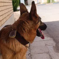سگ ژرمن ماده فوری فوری