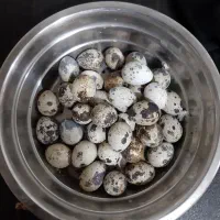 فروش تخم بلدرچین نطفه دار