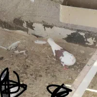 حراج|حراج|اردکان, |دیوار