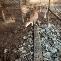 گاو|حیوانات مزرعه|مسجد سلیمان, |دیوار