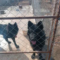 سگ ژرمن بلک|سگ|شهریار, شهریار|دیوار