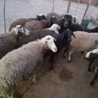 گوسفندای ابستن جوان .|حیوانات مزرعه|بزینه رود, |دیوار