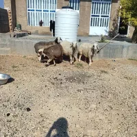 میش بز|حیوانات مزرعه|شیراز, گویم|دیوار