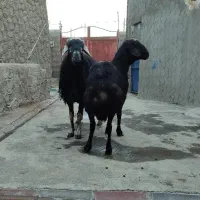 قوچ|حیوانات مزرعه|هریس, |دیوار