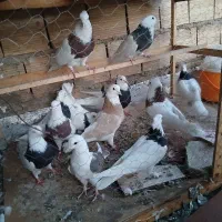 کبوتر|پرنده|یزد, |دیوار