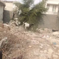 بز شهرستان دیر