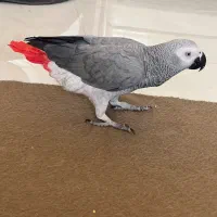 طوطی کاسکو گم شده